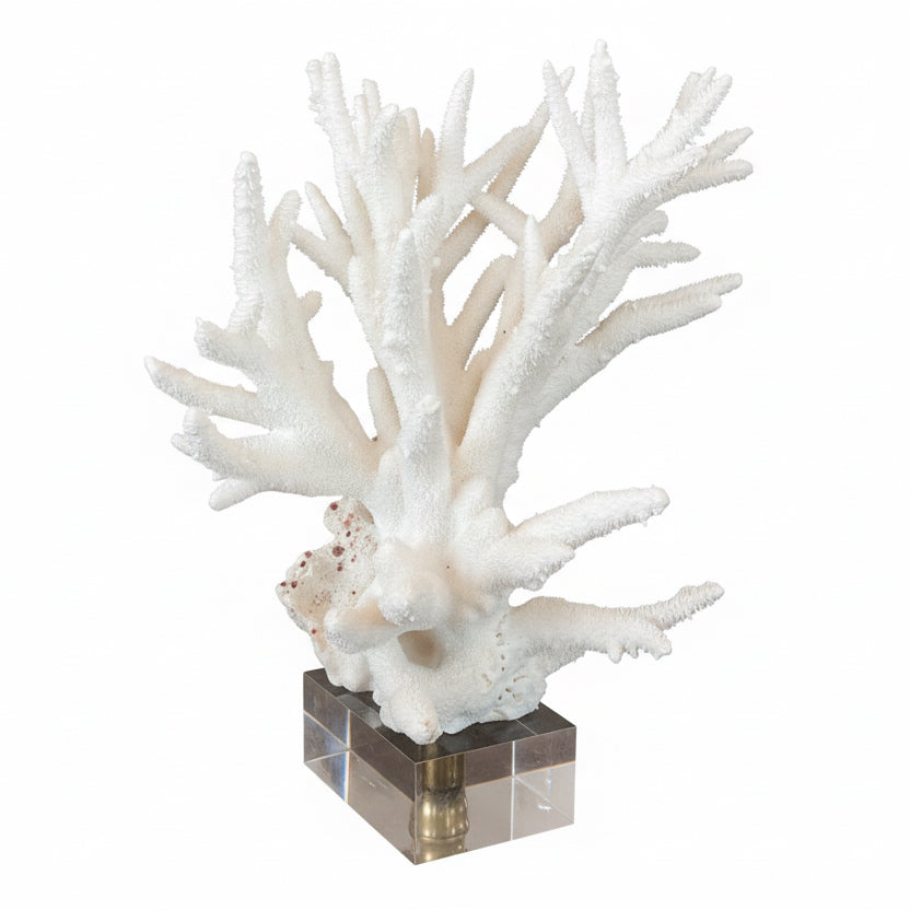 Antique Staghorn Coral with Lucite Stand