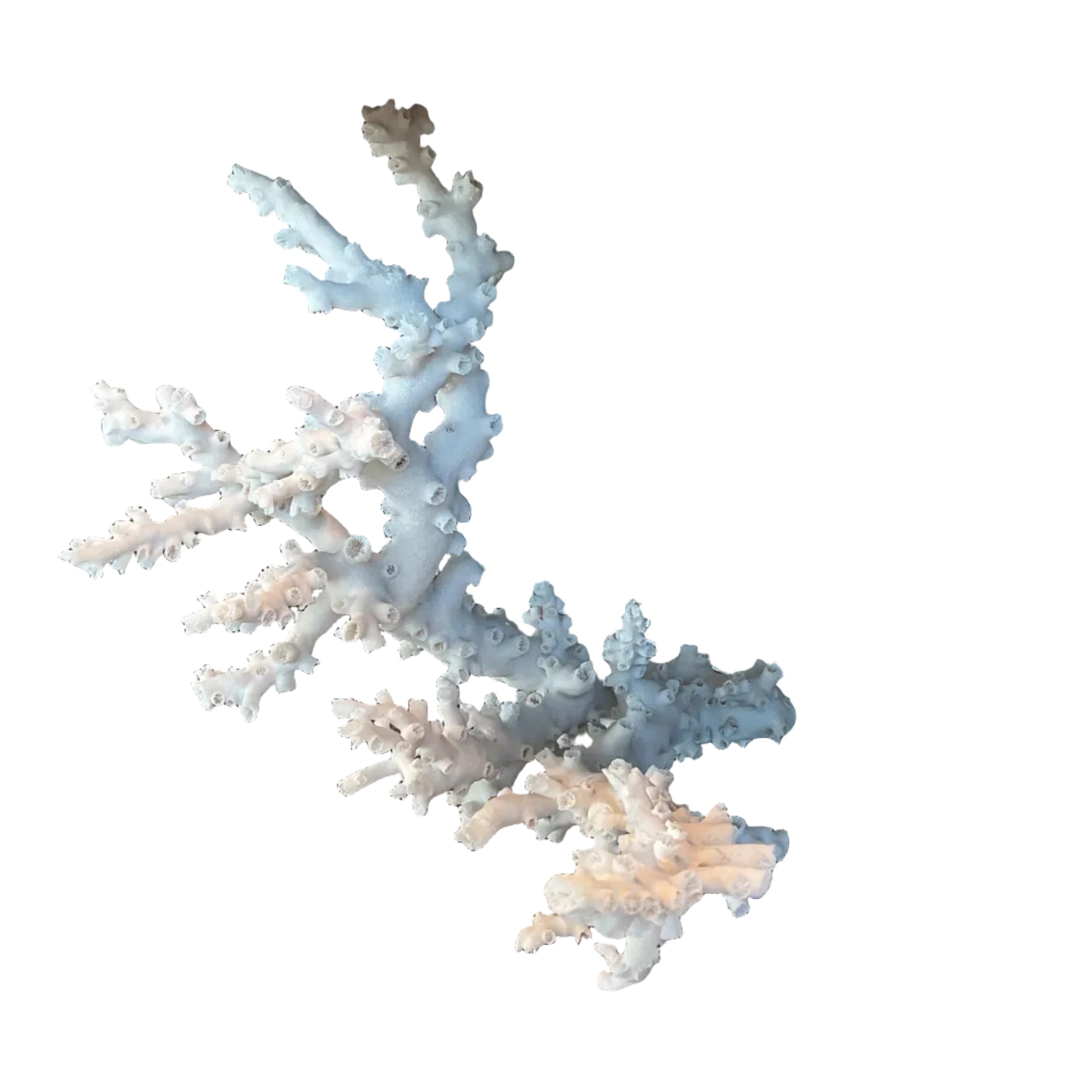 Octopus Coral