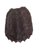Large Turtle Shell