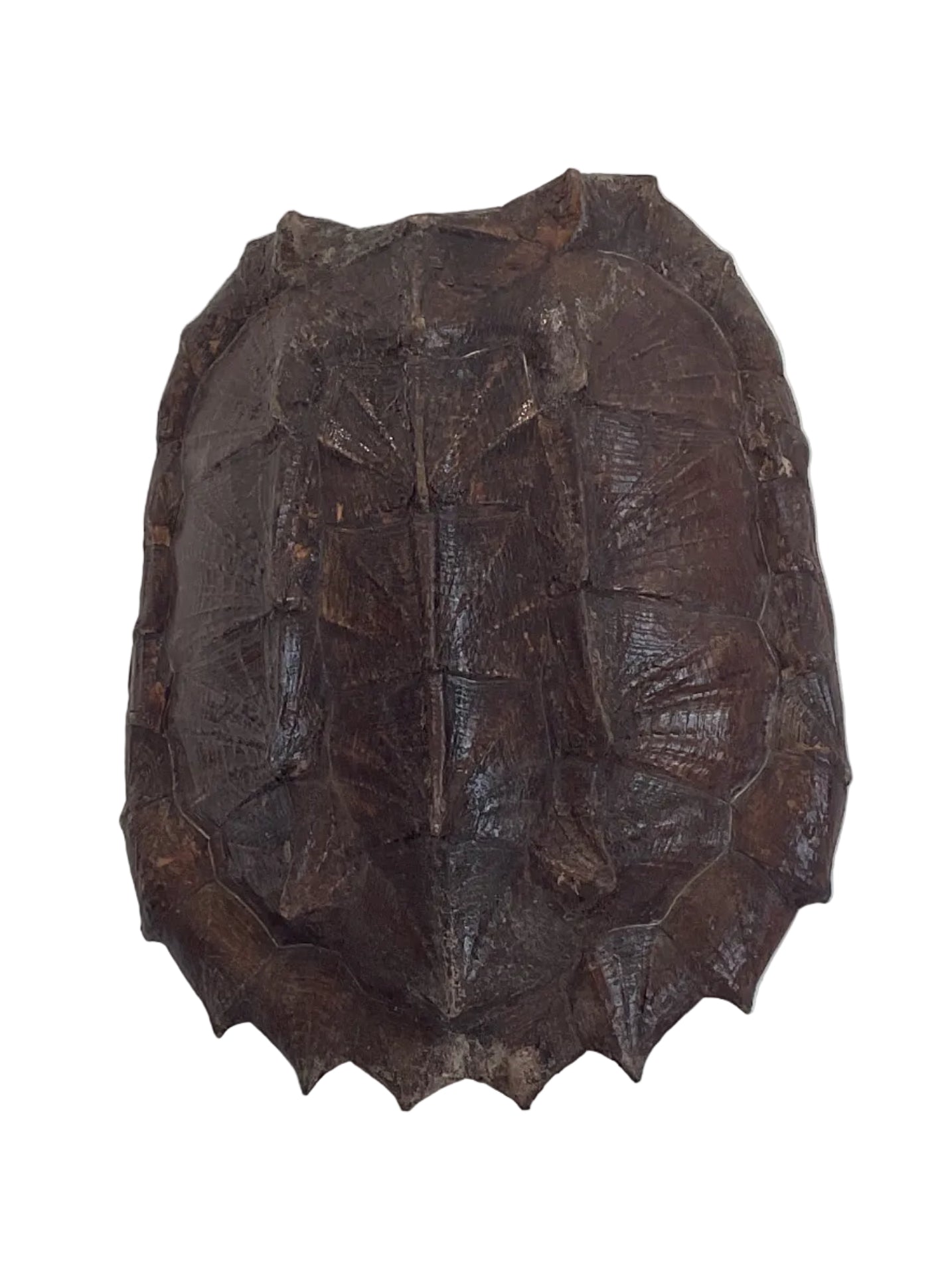 Large Turtle Shell