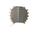 Softshell  with Lucite Stand