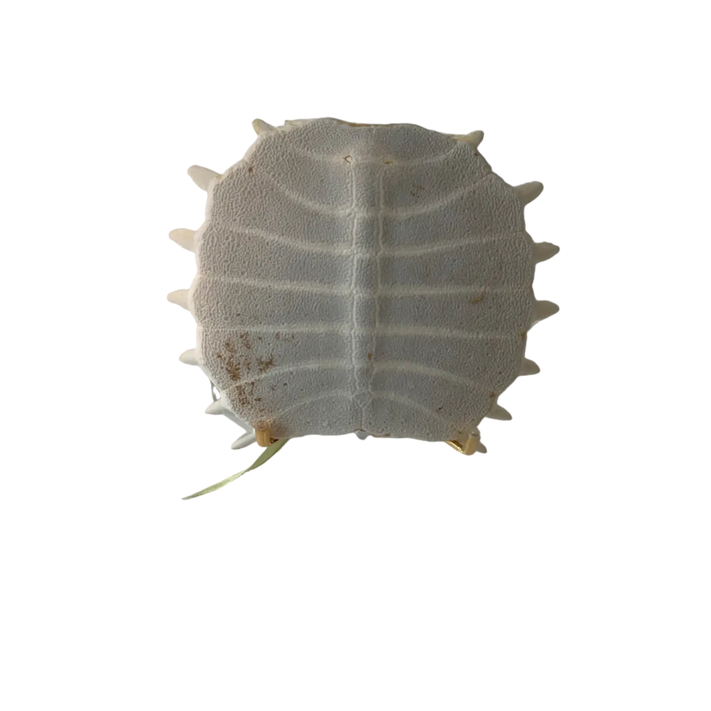 Softshell  with Lucite Stand