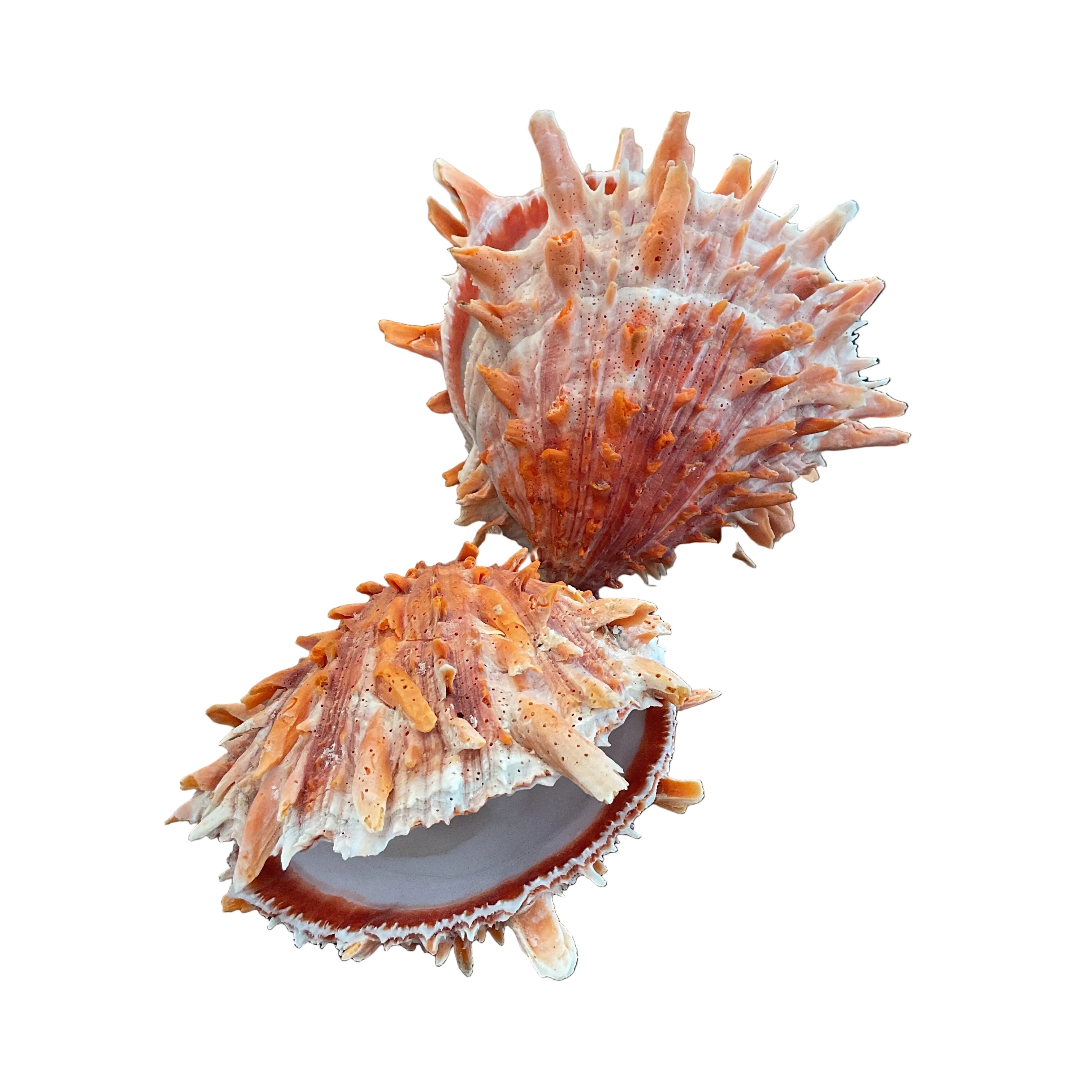 Large Shells
